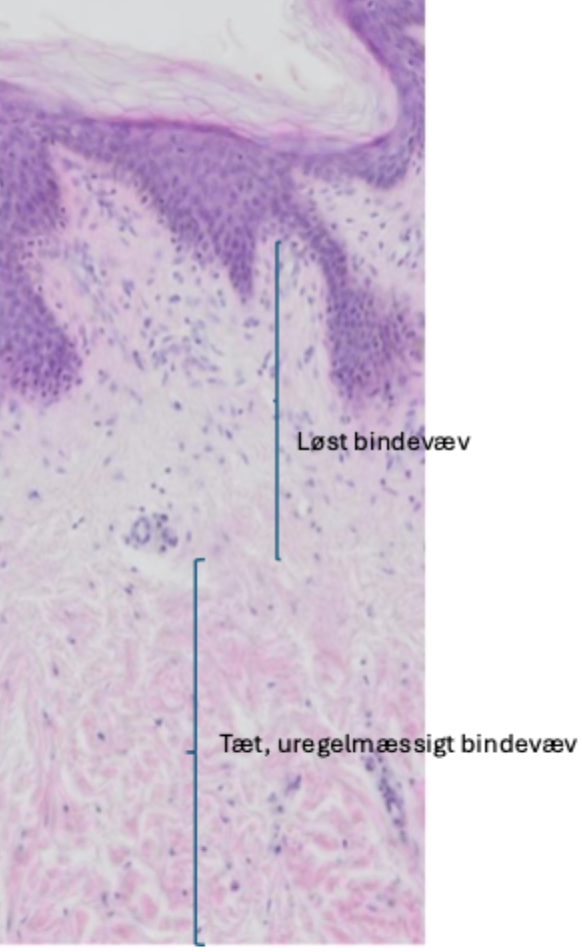 <p>Ofte dybtliggende bindevæv under løst bindevæv (fx dermis, læderhud).<br><br>Derudover:<br><strong>Organers kapsler</strong>, fx omkring lever, nyre og milt</p><ul><li><p><strong>Submucosa</strong> i mange hulorganer</p></li><li><p><strong>Periost</strong> omkring knogler</p></li><li><p><strong>Perichondrium</strong> omkring brusk</p></li></ul><p></p>