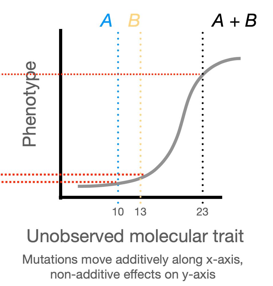 <p>mutations may act non-additively on phenotype, but this may be due to additive effects on some underlying trait</p>