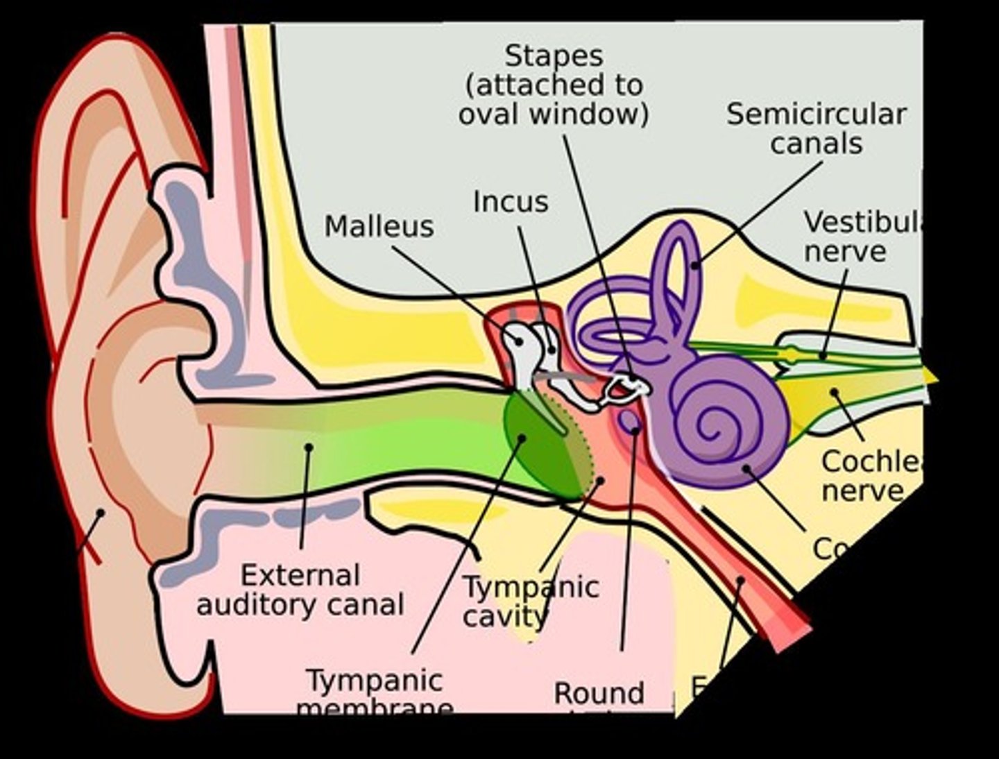 <p>Sound waves enter via pinna → Tympanic membrane vibrates → Ossicles amplify → Oval window vibrates → Cochlea fluid conducts vibrations → Hair cells stimulated → Cochlear nerve transmits to brain.</p>