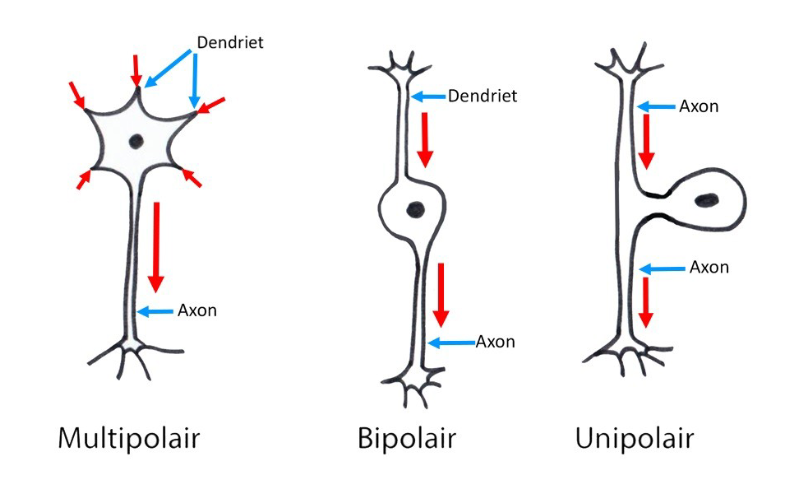 <ul><li><p>multipolaire neuronen</p><ul><li><p>meest voorkomende neuronen in CZS</p></li><li><p>uit cellichaam van neuronen ontspringen multipele dendrieten &amp; 1 axon</p></li></ul></li><li><p>bipolaire neuronen</p><ul><li><p>hebben 1 dendriet &amp; 1 axon</p></li><li><p>bv. in retina &amp; in reukepitheel (= olfactorische neuronen)</p></li></ul></li><li><p>unipolaire neuronen (= pseudo-unipolaire neuronen)</p><ul><li><p>slechts 1 uitloper → splitst in 2 uitlopers dicht bij perikaryon</p><ul><li><p>1 uitloper naar perifeer (functie van dendriet)</p></li><li><p>1 uitloper naar CZS</p></li></ul></li></ul><p>→ beide uitlopers hebben aspect van axon</p><ul><li><p>bv. in spinale ganglia &amp; in ganglia van craniale zenuwen</p></li></ul></li></ul><p></p>