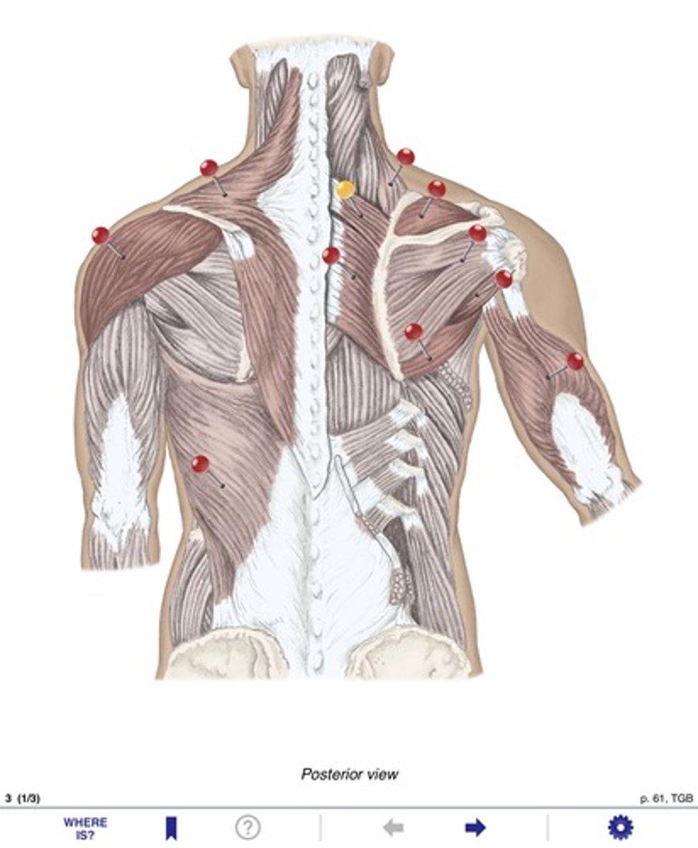 <p>Name the muscle at the yellow pin</p>