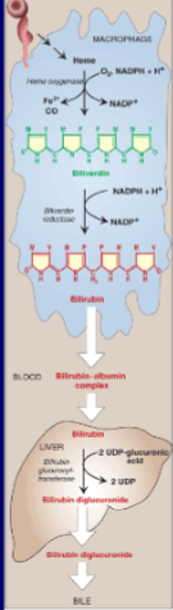 <p>In Macrophages: </p><p>Heme ---- Biliverdin ----Bilirubin (B) <strong>(unconjugated, UC)</strong></p><p></p><p>In Liver: </p><p>Bilrubin -----Bilirubin diglucuronide <strong>(BG; direct bilirubin/conjugated)</strong></p><p></p><p>In Intestine: </p><p>BG--- Bile---- Urobilinogen/Sterocobillin (by intestinal bacteria)</p><p></p><p>B= "inactive bilrubin" (billirubin = uncojugated billirubin ) </p><p></p><p>BG = direct bilirubin (cojugated billirubin)</p><p>*more water- soluable, bilirubin diglucuronide by adding 2 glucoric acid molecules, catalyze by UDP-glucuronosyltransferace</p>
