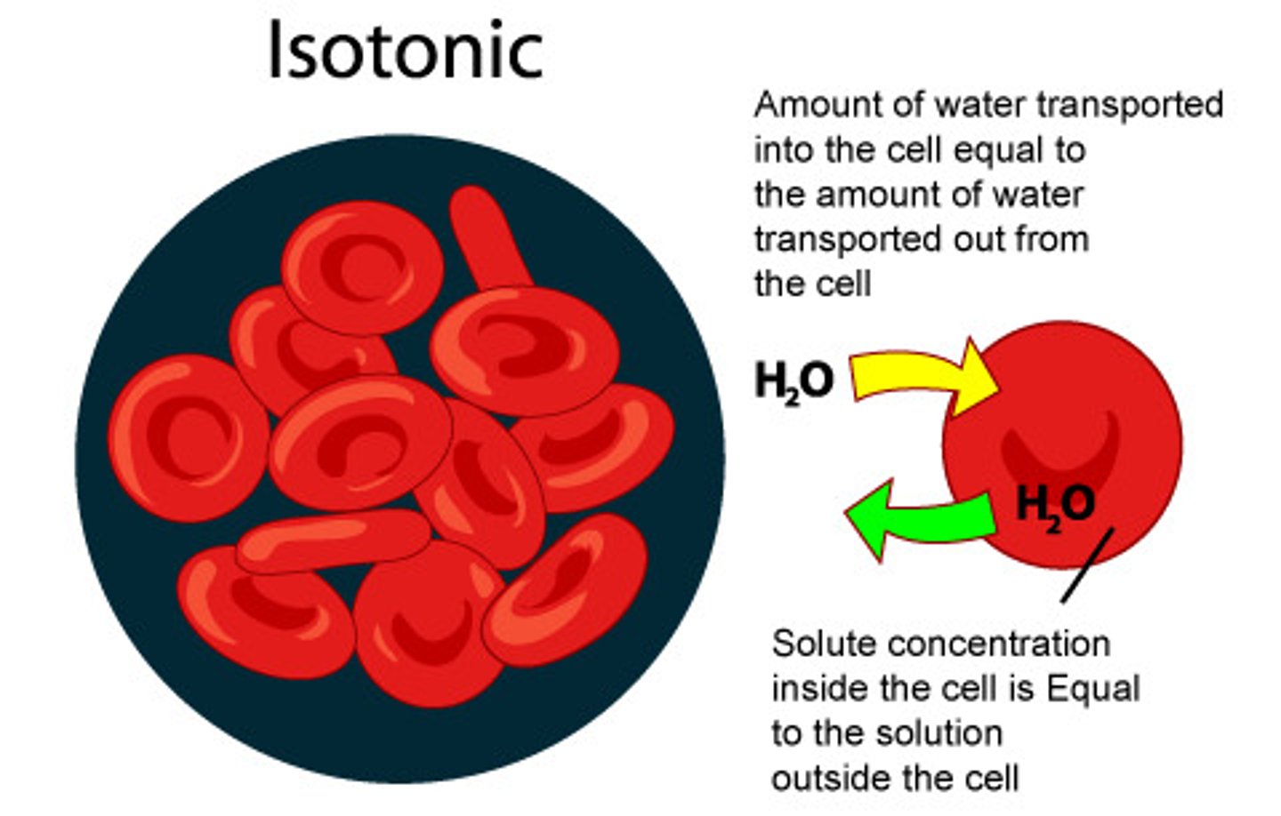 <p>Water enters and leaves the cell at the same rate, so no net change in the osmotic pressere. The cell stays the same.</p>