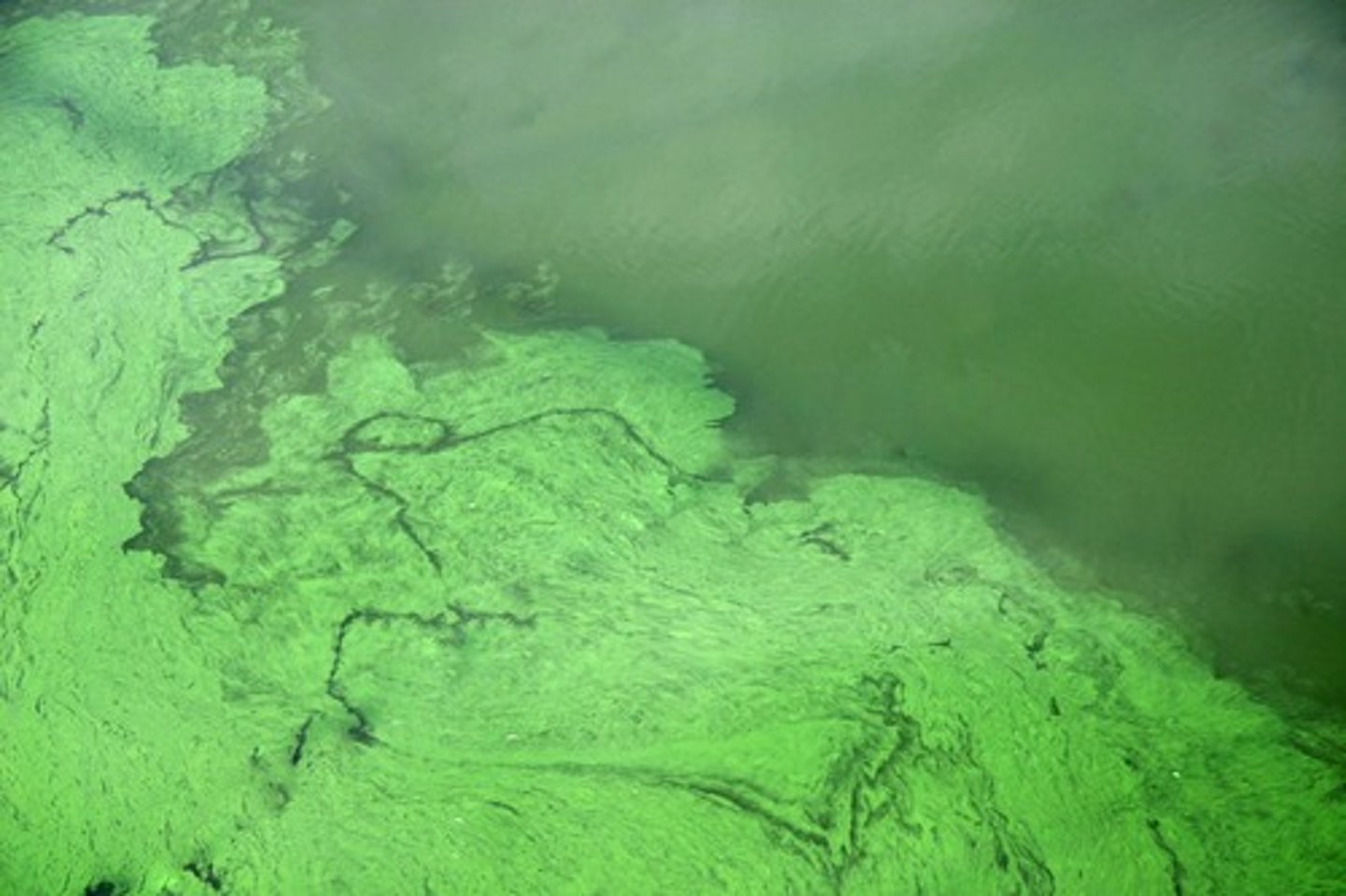 <p>a rapid increase in the algal population of a waterway</p>