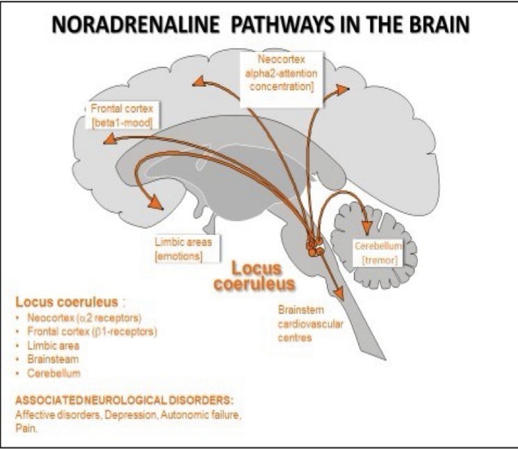 <p><mark data-color="yellow" style="background-color: yellow; color: inherit;">Locus Coeruleus</mark>, located in the <strong>Pons region of the Brain Stem</strong></p>
