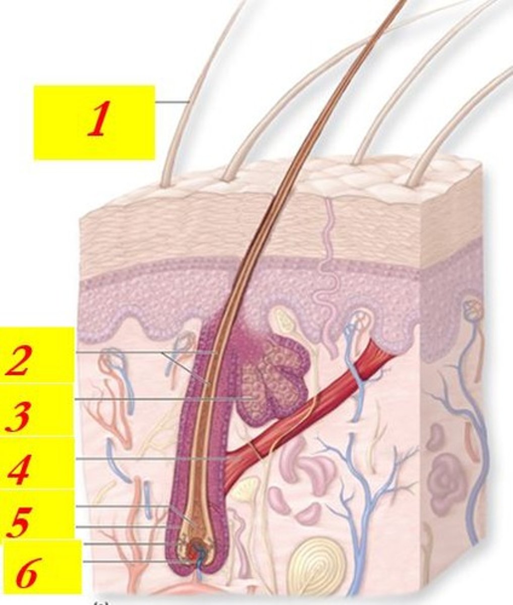 <p>What is the structure indicated by #4 ?</p>