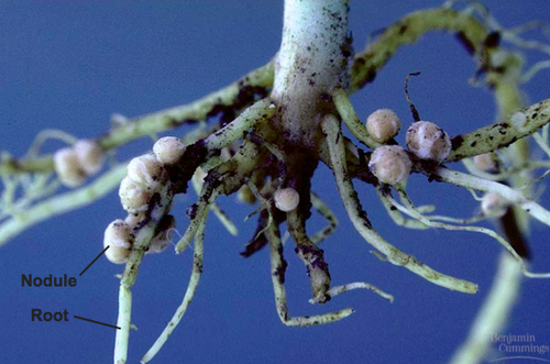 beans, peas, lentils - plants with nodules that house nitrogen fixing bacteria