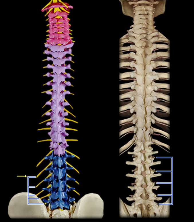 <p>Ventral rami of lumbar spinal nn.</p>