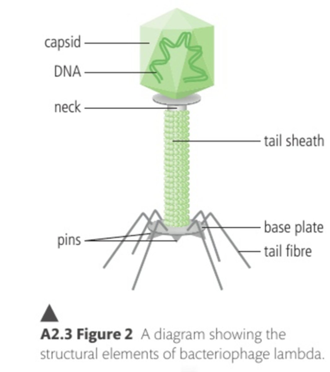 <p>It is a non-enveloped virus with DNA as its genetic material. It infects bacteria such as E-coli and can cause lysis or remain dormant in the bacteria.</p><p>Distinguishing features include:</p><p>- A capsid head that protects the double stranded DNA core.</p><p>- Tail fibres that attach the virus to the host cell.</p><p>- A tail sheath consisting of proteins that contract to drive the tail through the host cell's outer membrane.</p><p>- DNA that is injected through the tail into the membrane.</p>