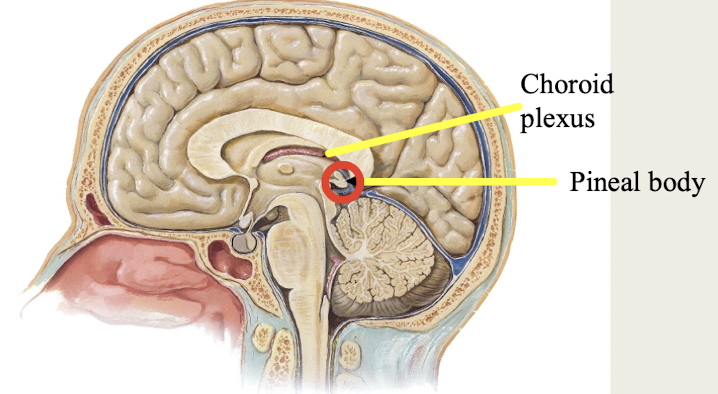 <p>What brain region includes:<br>a. <strong>Choroid</strong> <strong>plexus</strong>: makes CSF<br>b. <strong>Pineal</strong> <strong>body</strong> (gland): produces melatonin</p>