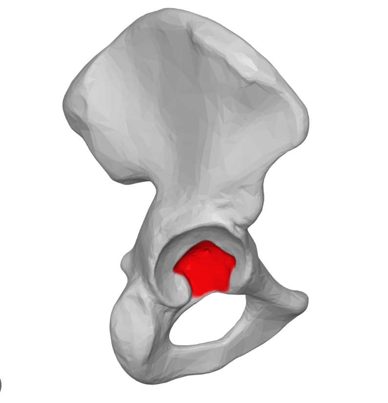 <p>Highlighted is the?</p>