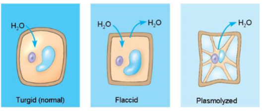 <ul><li><p>hypotonic</p></li><li><p>firm, healthy state in most plants</p></li></ul>