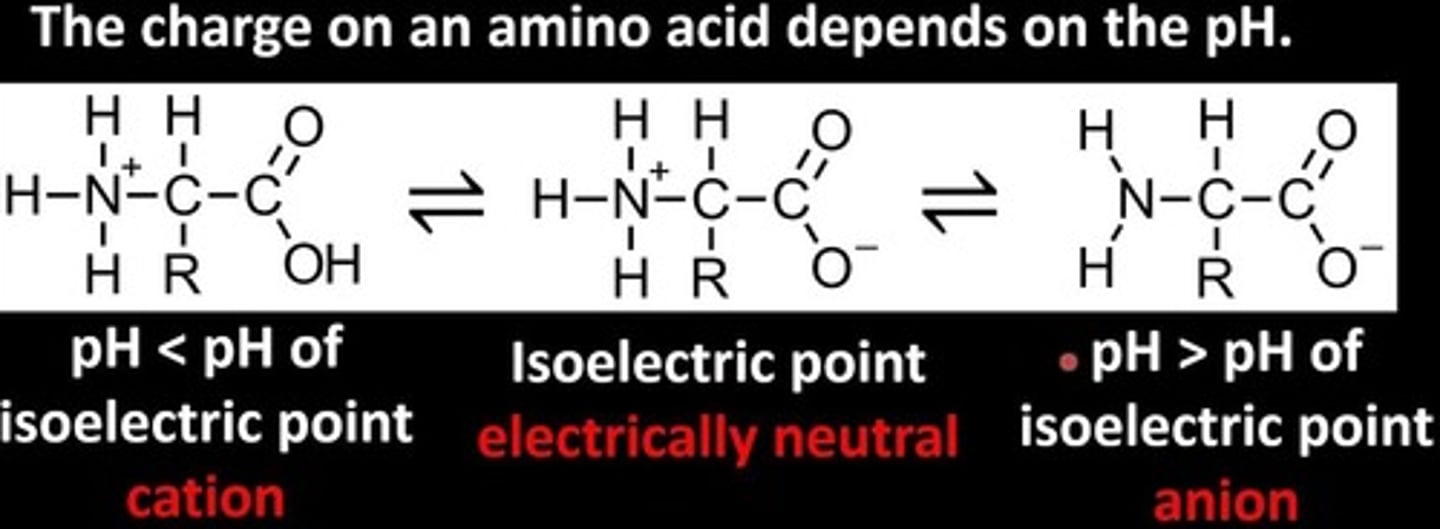 <p>The Isoelectric Point is the pH at which an amino acid exists in a neutral form with zero charge.</p><p>Note that this picture is for amino acids with uncharged R groups. The charge on the R group is considered when finding the isoelectric points of amino acids!</p>