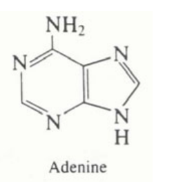 <p>A purine (DNA base) made of 5 CNs</p><p>Note: guanine is an extra hydration step</p>