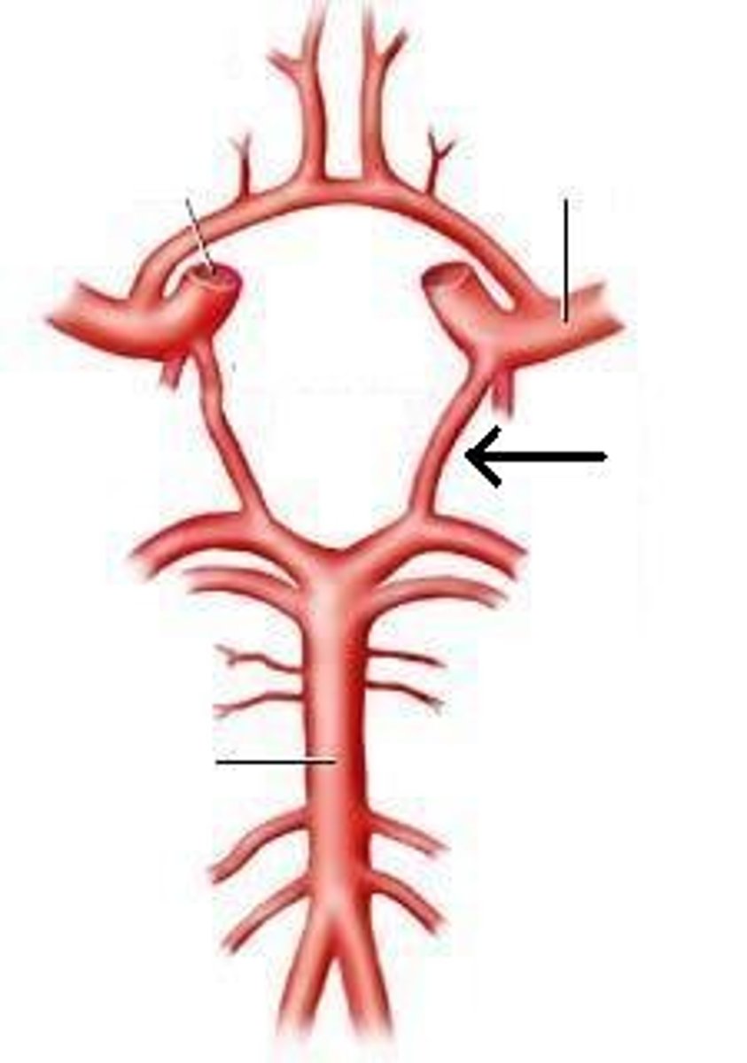 <p>small arteries that connect the posterior cerebral and internal carotid arteries.</p>