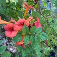 <p>campsis radicans ‘mme galen’</p>