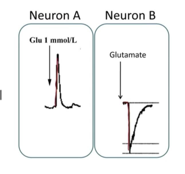 <ul><li><p>Different receptors to the same neurotransmitter can have opposite effects</p></li><li><p>Multiple receptors to a single neurotransmitter could be excitatory, or inhibitory, or both</p></li><li><p>The neurotransmitter AND the receptor determine what the effect on the postsynaptic cell will be</p></li><li><p>Ex: Glutamine can depolarize and hyperpolarize</p></li></ul><p></p>