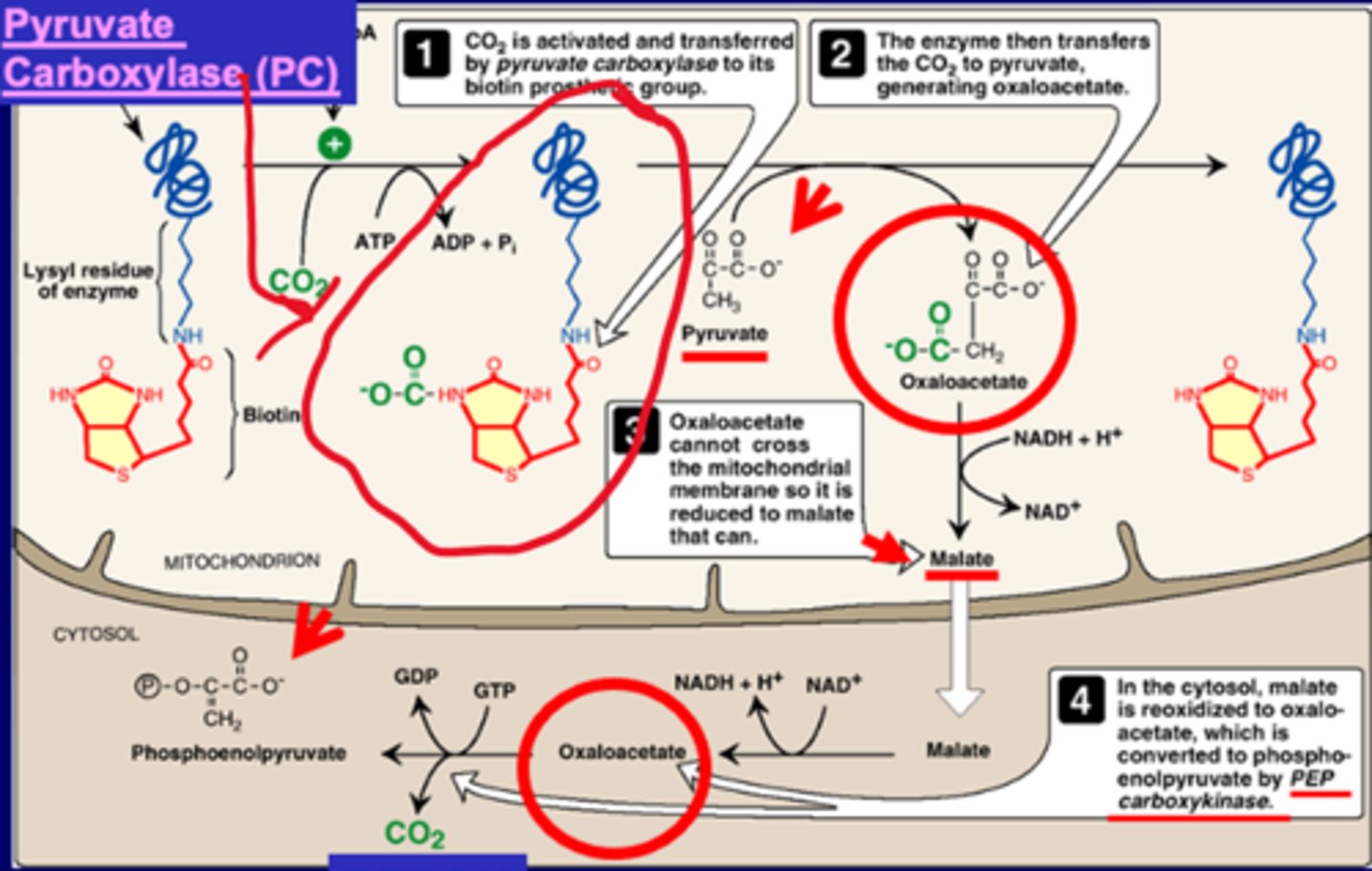 <p>CO2 activated and transfer to pyruvate from PC to biotin<br>enzyme transfers CO2 to pyruvate->OAA<br>OAA->malate->membrane->malate->OAA->PEP (w/ PEPCK)</p>