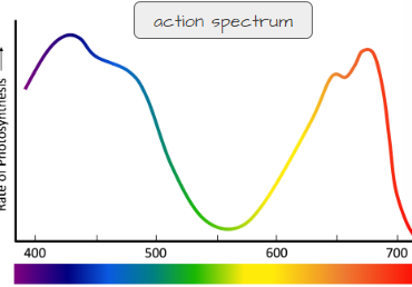 <p>Action spectrum</p>