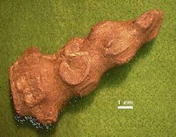 <p>an extinct genus of sponges that existed from the Upper Devonian through the end of the Pennsylvanian</p><p>Phylum Porifera</p>