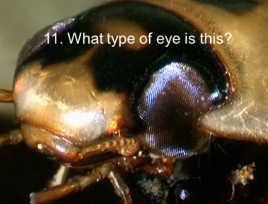 <p>Whats the name for this eye?</p>