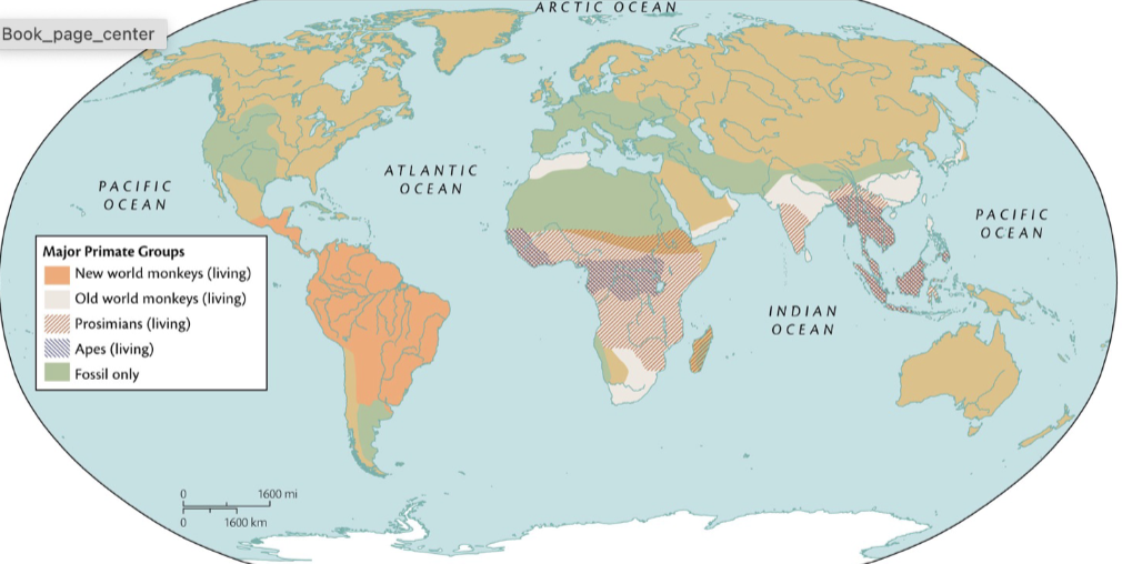 <p>Tropical areas of Africa, Asia, Central and South America.</p>