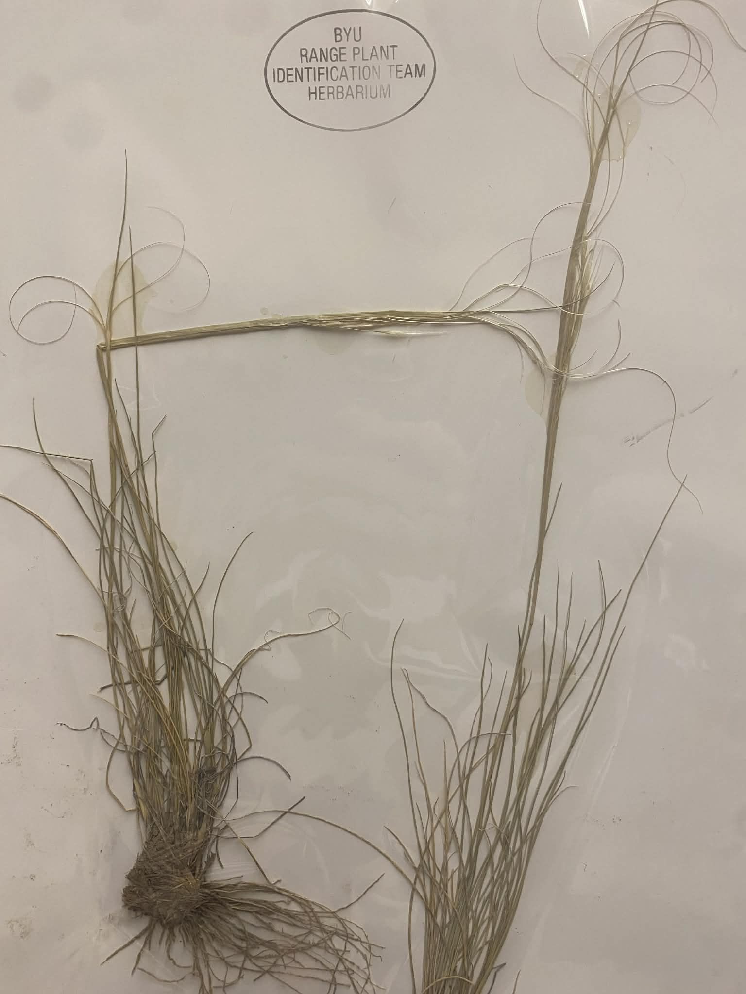 <p>Stipeae, P, N, Hesperostipa comata, Needle and thread</p>