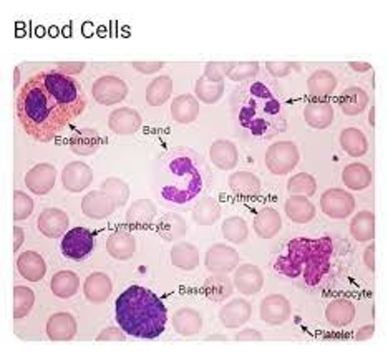 <p>lighter colour cells = erythrocytes</p><p>darker colour cells = neutrophils</p>