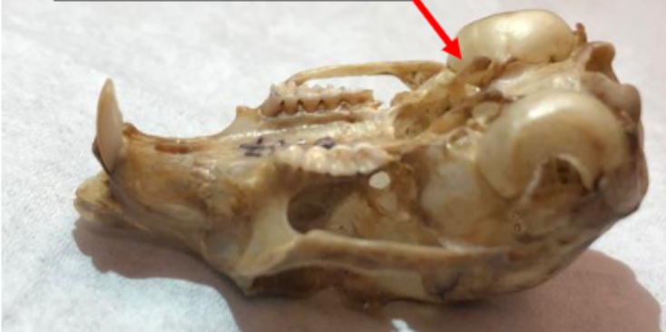 <p>What species?</p>