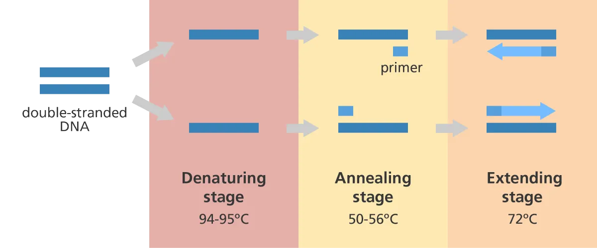 <ol><li><p>Denaturing~occurs at 95 degrees, separating the strands</p></li><li><p>Annealing~occurs at 55 degrees causing primer to attach to separated strands</p></li><li><p>Extension~occurs at 72 degrees, synthesizing a new strand with the primers</p></li></ol><p></p>