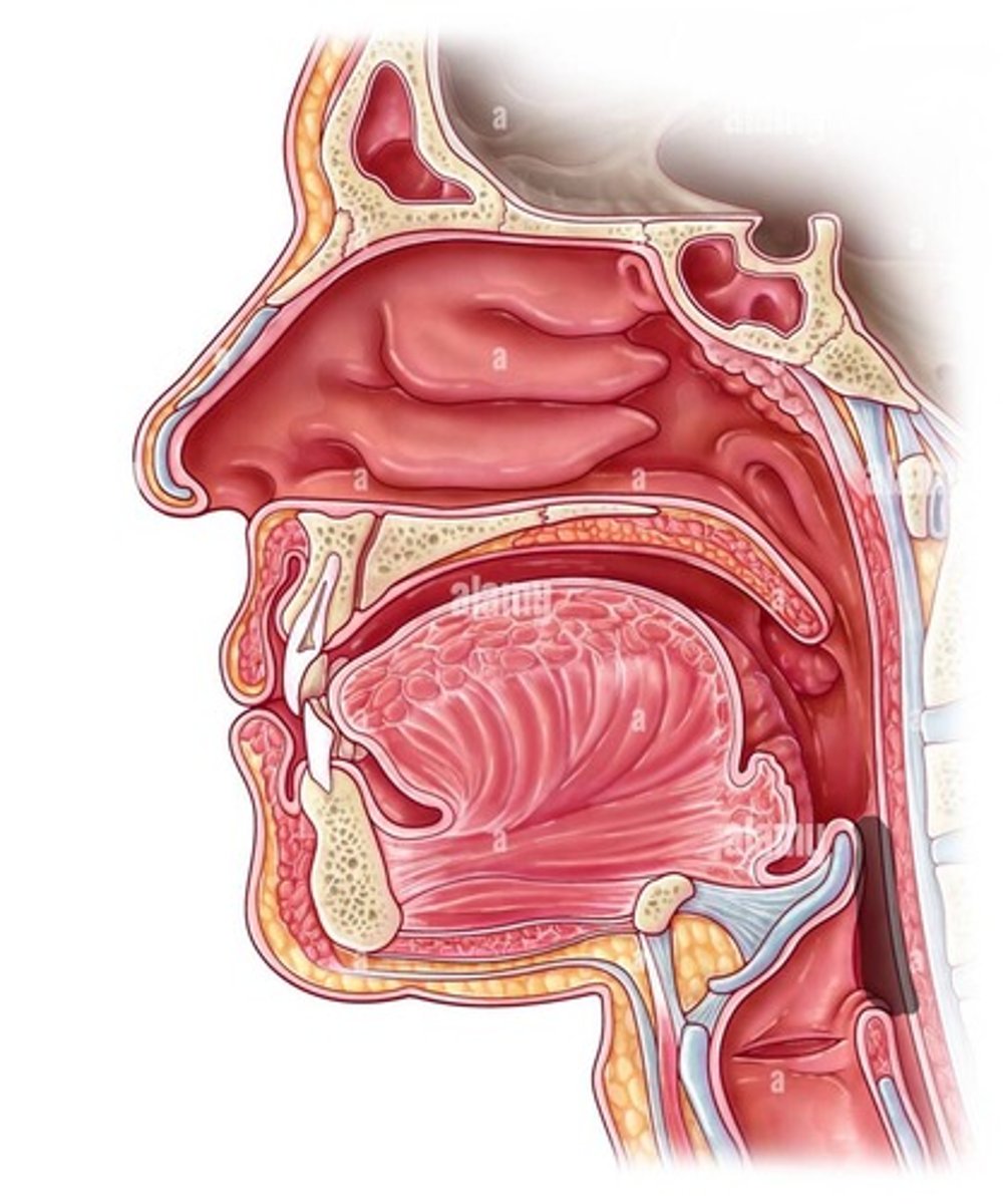 <p>Lower region in pharynx</p>