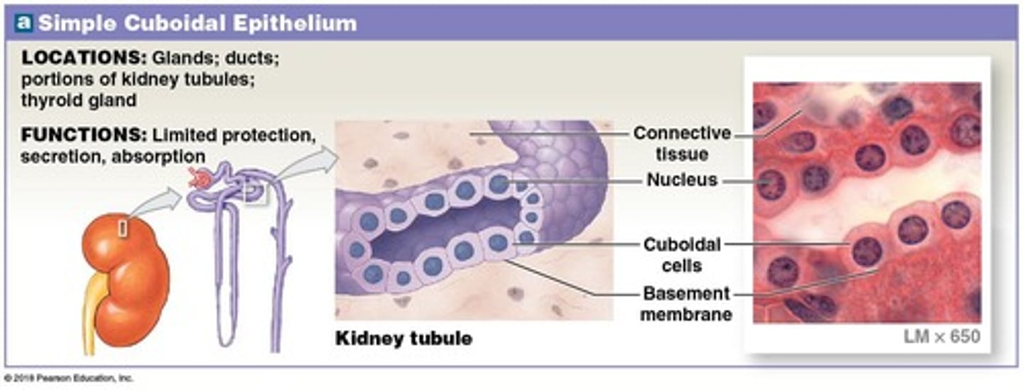 <p>Secretion and absorption.</p>