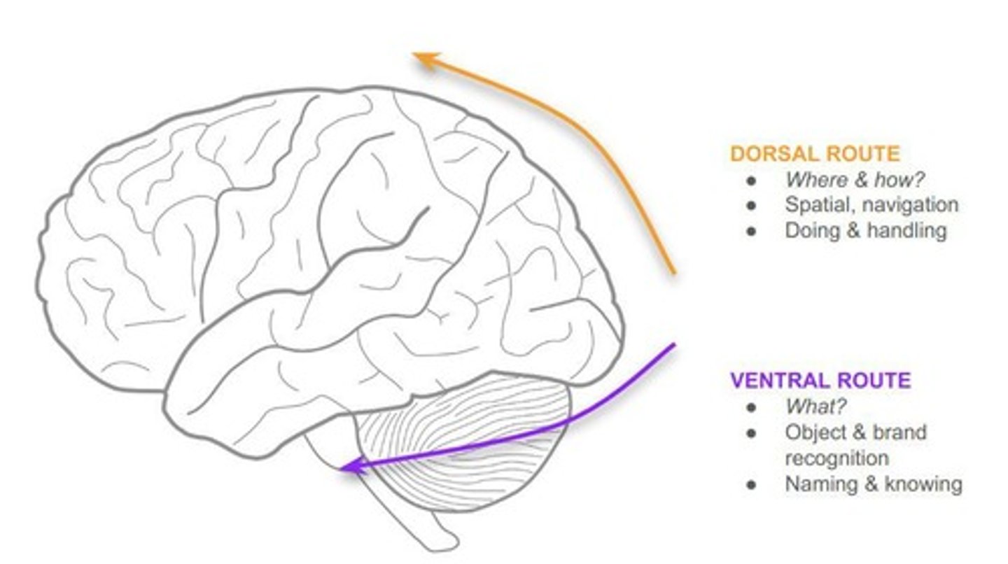 <p>Object identification (V1 → temporal lobe).</p>