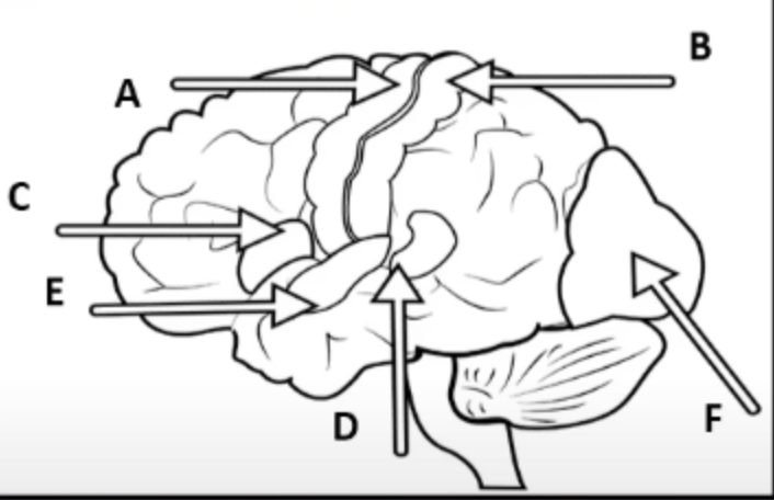 <p><span>Label areas of the brain</span></p>