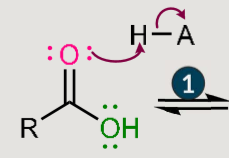 <p>Fischer esterification: what does it reasult in? and when does it happen?</p>