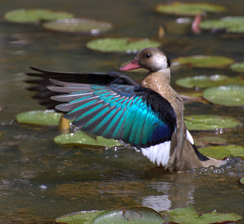 <p>Brazilian Teal</p>