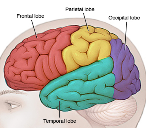 <p>Technically there’s ? lobes for each left and right side of the brain</p>
