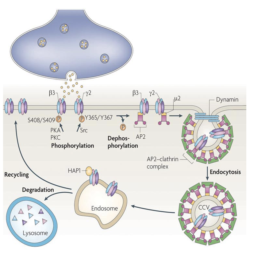 <p style="text-align: left;"><span><span>Src-mediated phosphorylation recruits and stabilizethes GABA</span><sub><span>A</span></sub><span>-Rs to synaptic membrane.&nbsp;</span></span></p><ul><li><p style="text-align: left;">Loss of phosphorylation → receptor removal → weaker inhibition</p></li><li><p style="text-align: left;">This is a mechanism for inhibitory synaptic plasticity</p></li></ul><p></p>