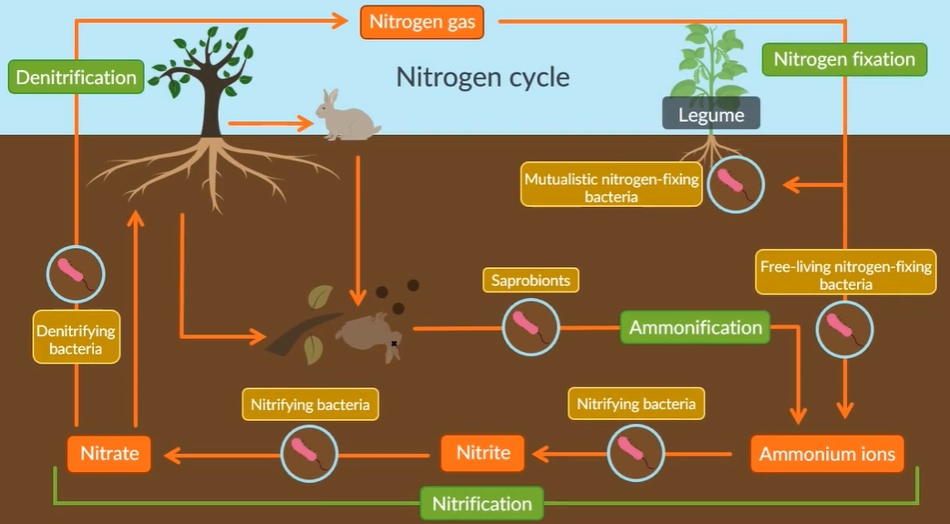 <p>Nitrogen fixation</p><p>Nitrogen gas is converted into ammonia via mutualistic nitrifying bacteria and free -living nitrogen fixing bacteria. (anaerobic conditions)</p><p>Nitrification</p><p>Ammonia ions are converted into nitrite (NO2-) and then to nitrate (NO3-) via nitryfying bacteria (using oxygen as oxidation reaction).</p><p>Ammonification:</p><p>The nitrate ions are absorbed by the plants which is incoporated in amino acids and DNA, consumed by the animals. They excrete and saprobionts bacteria convert the waste material back into ammonia ions.</p><p>Denitrification:</p><p>Where denitryfying bacteria convert some of the nitrate ions back as nitrogen gas in air. (anaerobic conditions)</p><ul><li><p>The way to remember the order: Never forget, never accept defeat =&gt; nitrogen fixation, nitrification, ammonification and denitrfication</p></li></ul><p></p>