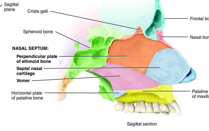 <p>desc → triangular bone that forms inferior part of nasal septum</p><p>function → support nassal septum and divide nasal cavity in 2</p>