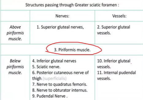 <p><strong>Above </strong>and <strong>below </strong>piriformis muscle  (Type 1)</p>