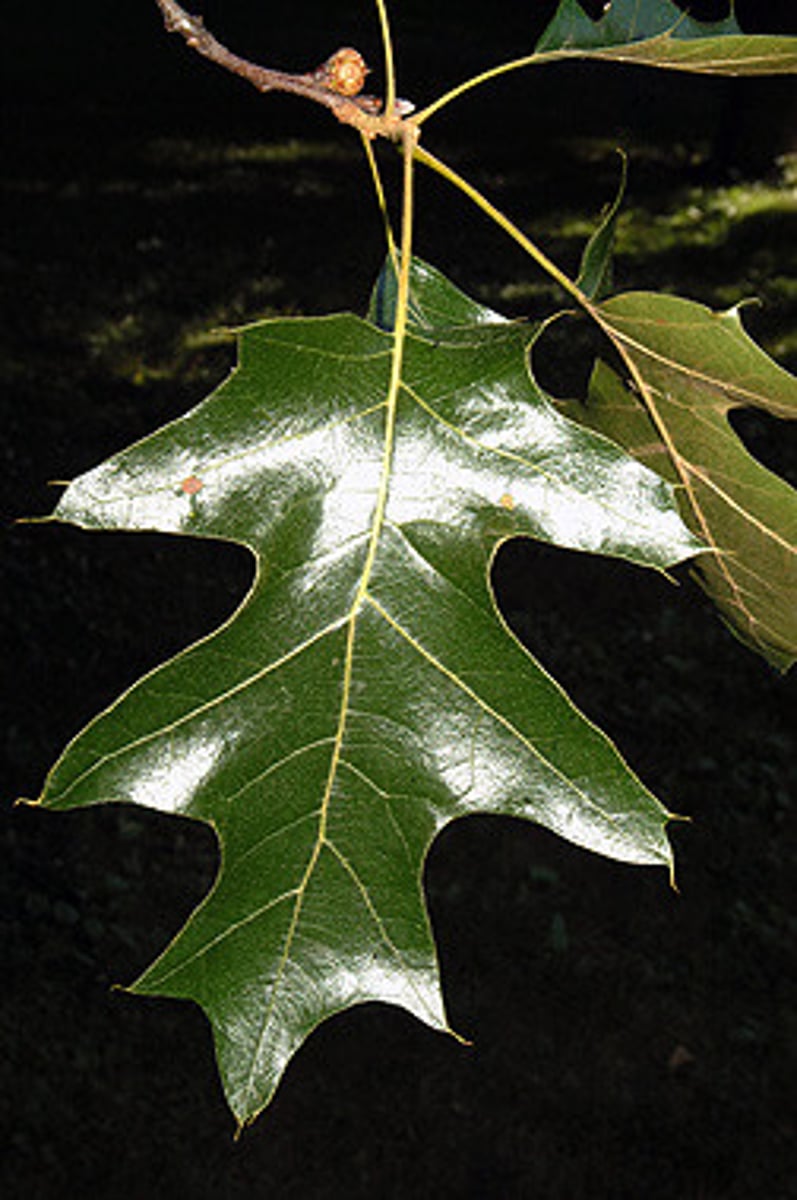 <p>A medium-sized deciduous tree; its leaves have 5-7 bristle-tipped lobes separated by U-shaped notches and are deep glossy green on top and yellowish below.</p>