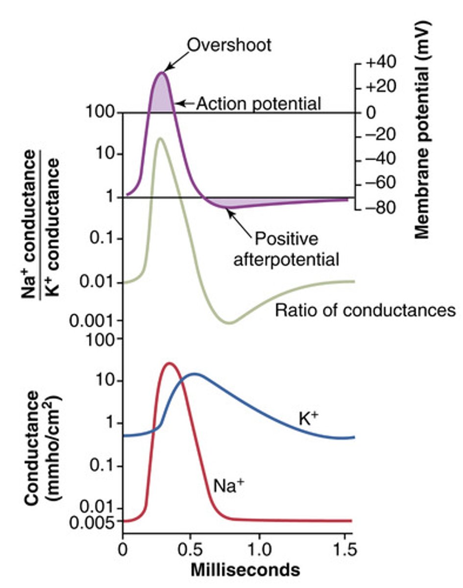 <p>K⁺ channels remain open longer than needed, allowing excess K⁺ to leave the cell. This drives the membrane potential to undershoot below its resting value (-80 mV to -90 mV) before it returns to -70 mV</p>