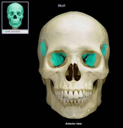 <p>Bat-shaped bone forming the anterior plateau of the middle cranial fossa across the width of the skull. Keystone of the cranium because it articulates with all other cranial bones</p>