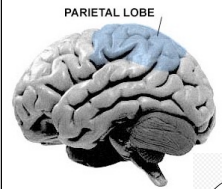 <p>Parietal Lobe</p>
