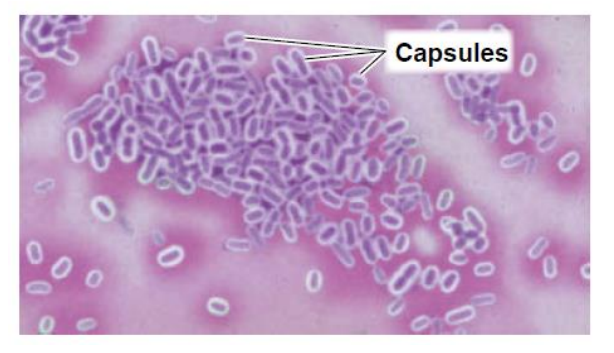 <ul><li><p>capsule - gelatinous covering of many microorganisms</p></li><li><p>presence of capsule = determining the organism’s virulence (degree to which a pathogen can cause disease) </p></li><li><p>more difficult because capsular materials are water soluble</p></li><li><p>capsules do not accept most biological dyes such as safranin = halo </p></li></ul><p></p>