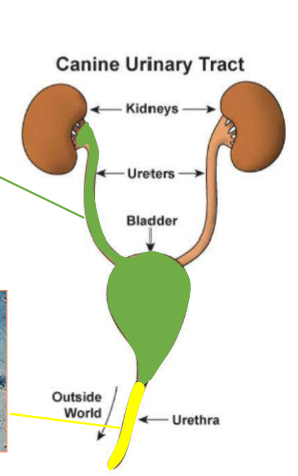 <p>the urinary bladder, ureter, and proximal urethra; green in diagram </p>