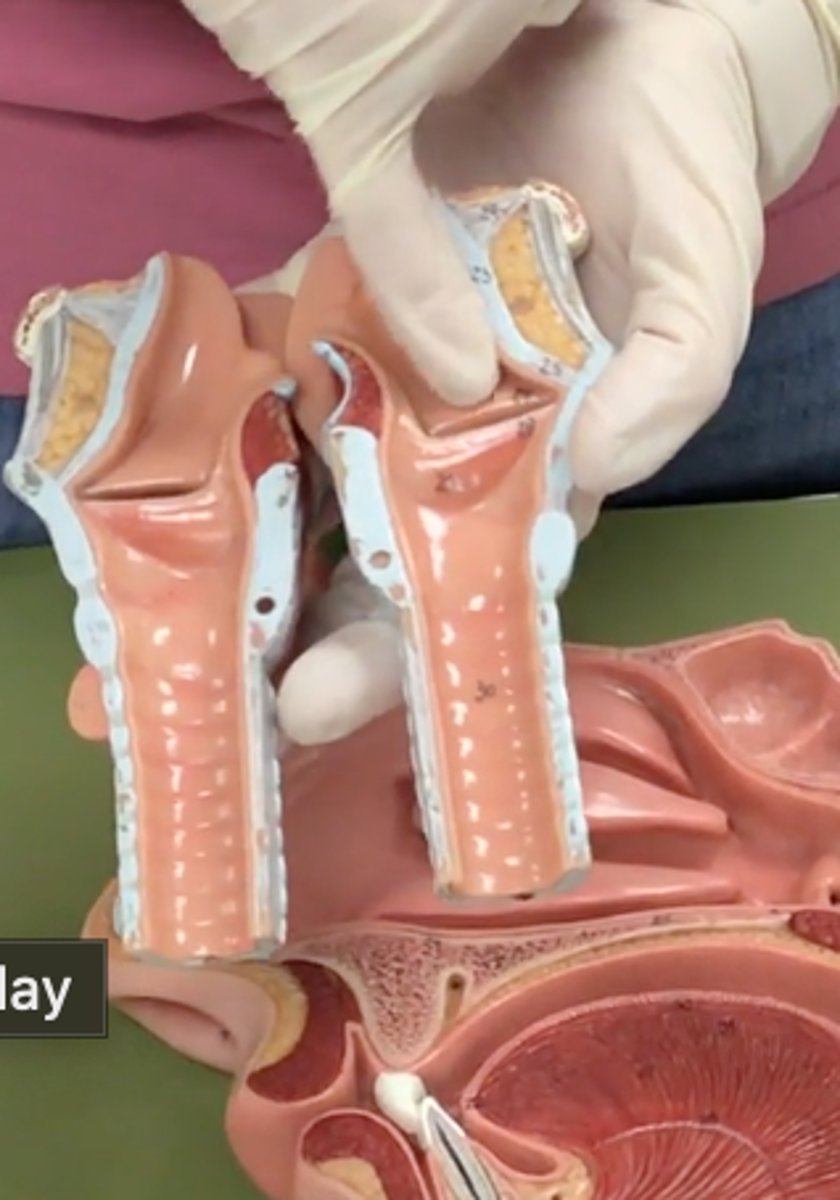 <p>superior fold</p>