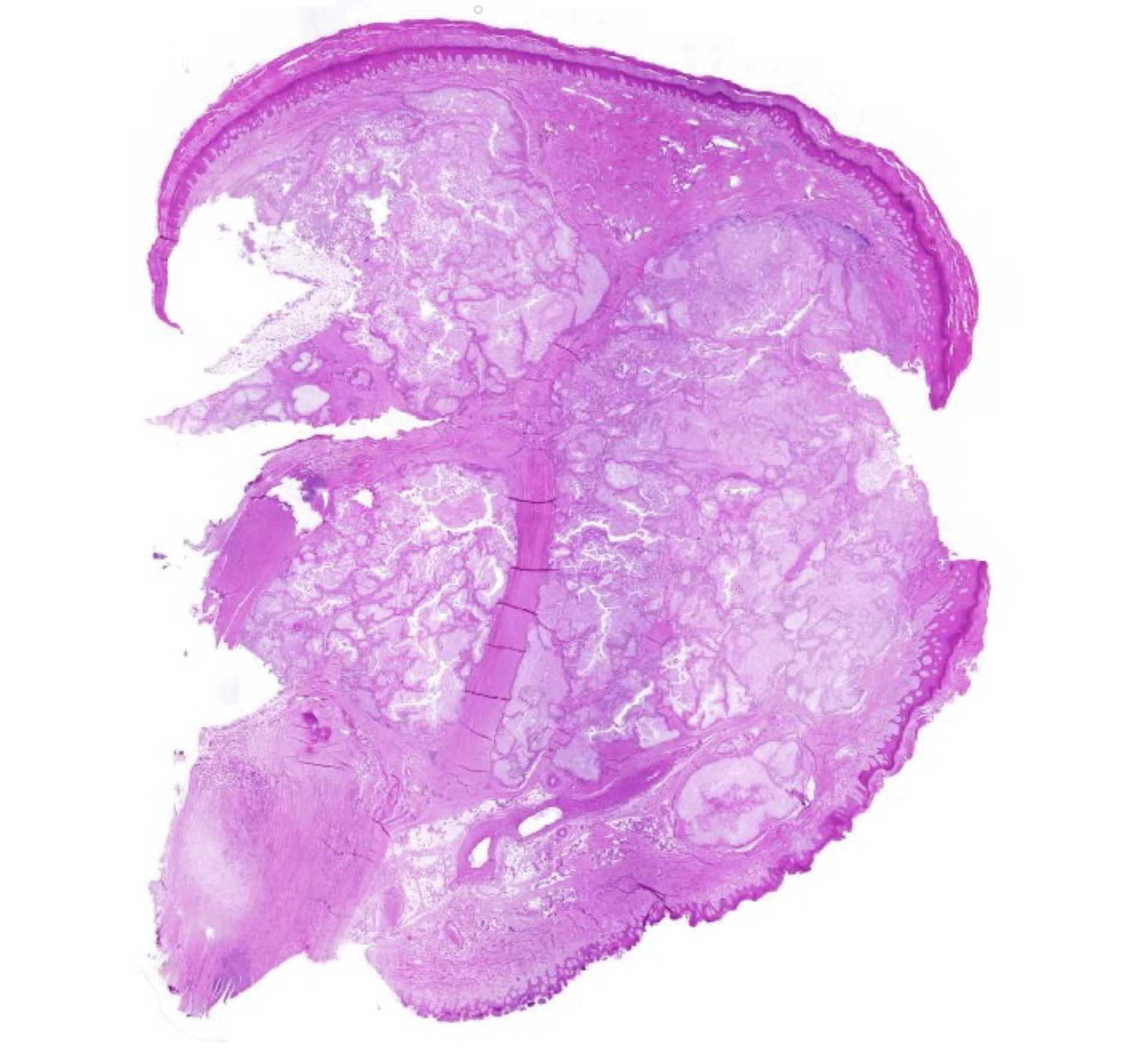 <p>welk preparaat</p>