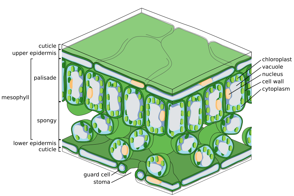 <p>barrier to protect from water loss same goes for lower</p>